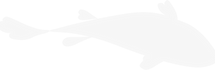 Asset 11.png