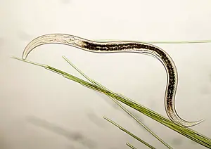 nematoides.webp