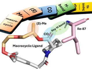 Conformational domino: How coupled structural changes control macrocycle behavior