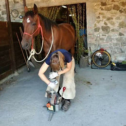 Natural horse practitioner