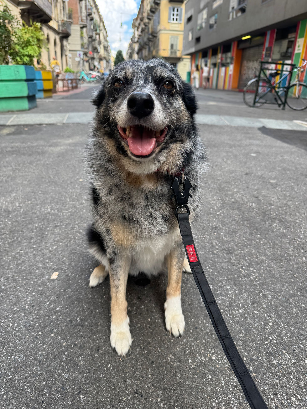 Cane seduto in una strada italiana