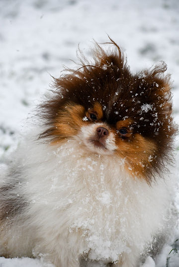 Photo Spitz