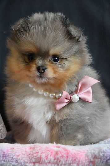 Chiot