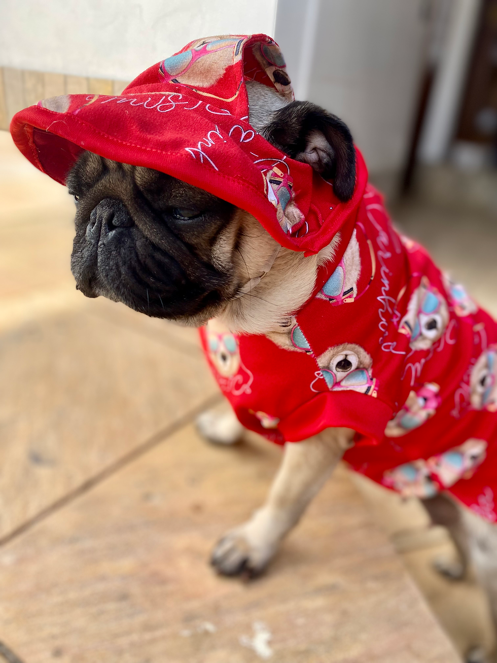 Miniatura: Regata regata Teddy red