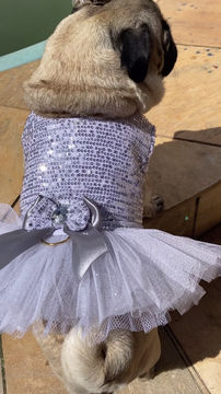 Miniatura: Peitoral shine silver