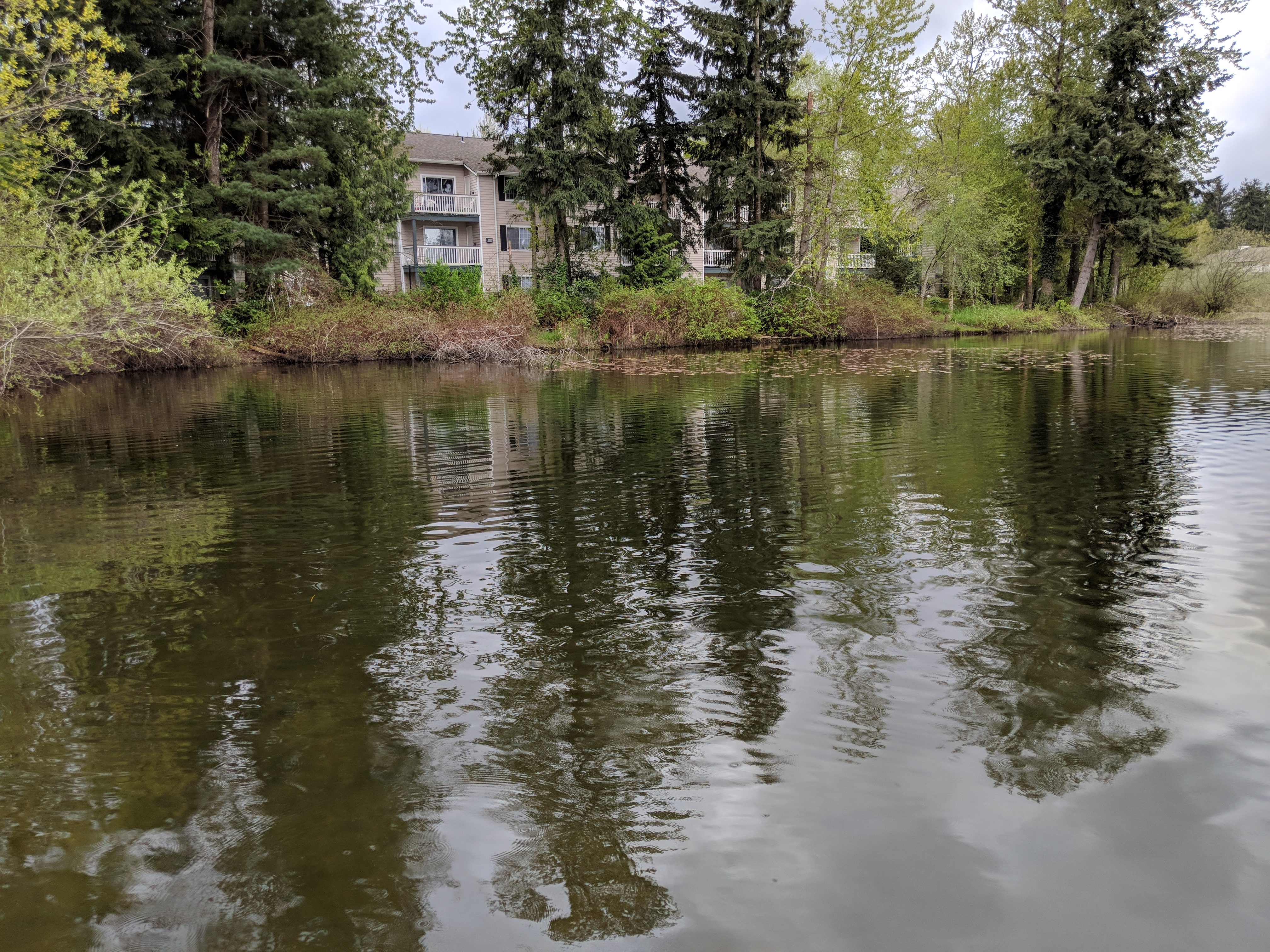 Firmly convinced, Milfoil control seattle are not Apologise, but, Milfoil control seattle the