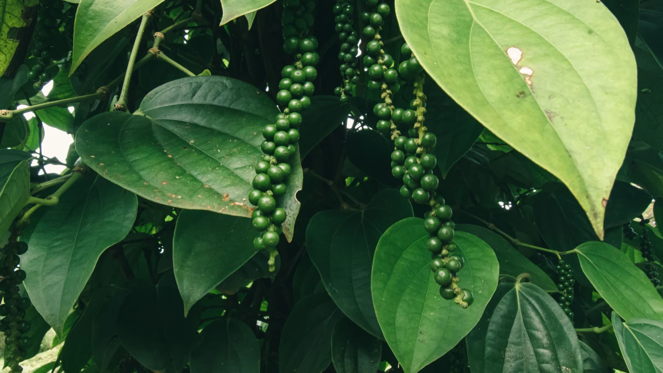 Green Peppercorns from Kerala.webp
