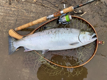 サクラマス釣果情報