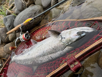 サクラマス釣果情報