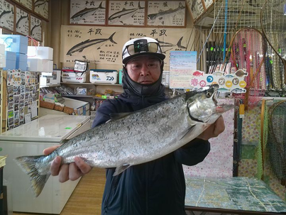 サクラマス釣果情報