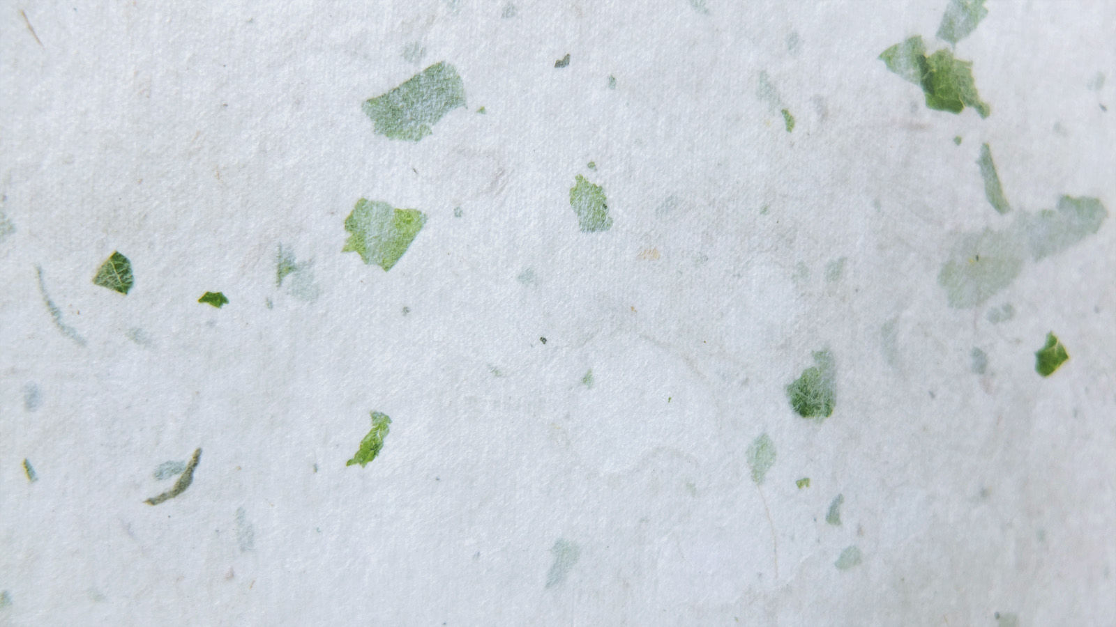 Dướng Paper - Rau ngót