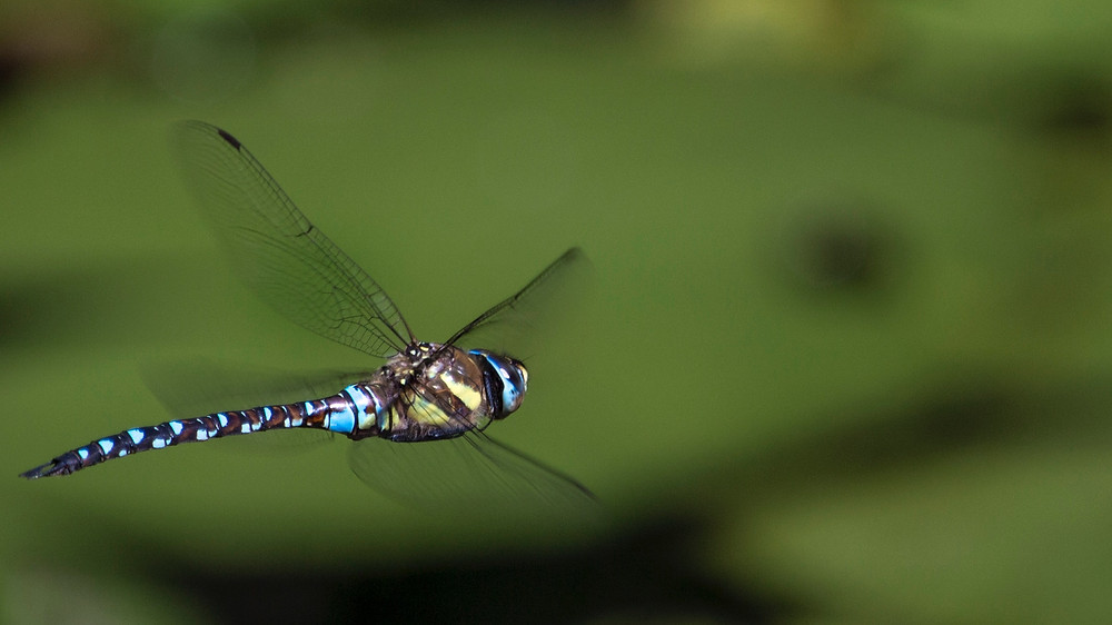 Dragonfly flying