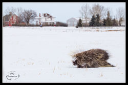 Country Porcupine