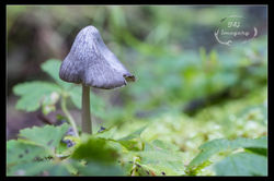 Zen Mushroom
