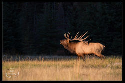Golden Bugle