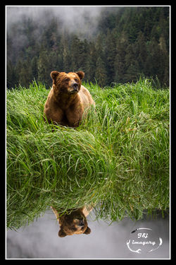 Grizzly Reflection