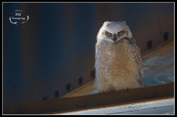 Sleepy Owlet