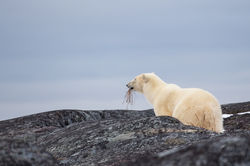 Munching Polar Bear