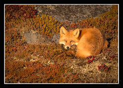 Sunset Fox