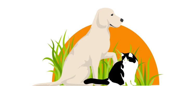 brighton kennels.webp