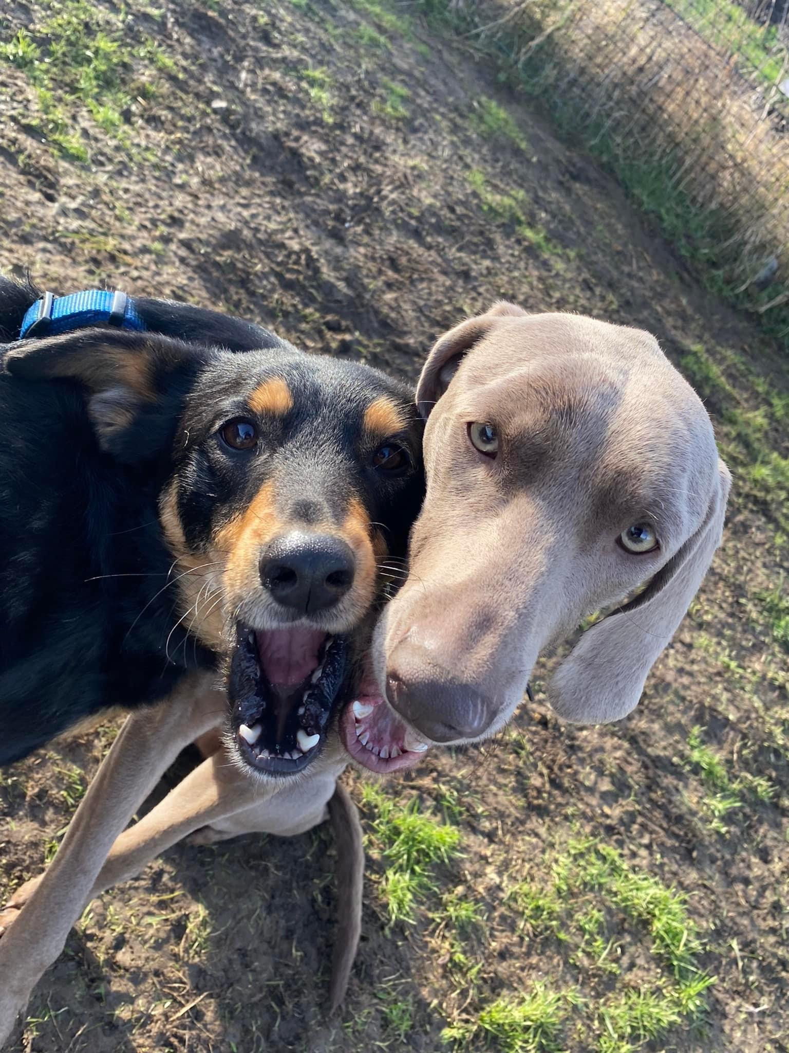 Dog Hot Diggity Dog Daycare Oxford