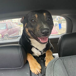 Rocky 2021-02-20 (1).jpeg