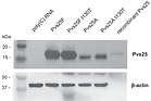 41541_2023_786_Fig1_HTML.png