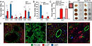 pnas.2409266122fig01.jpg
