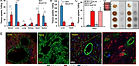 pnas.2409266122fig01.jpg