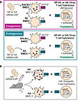 41467_2025_68080_Fig1_HTML_edited.jpg