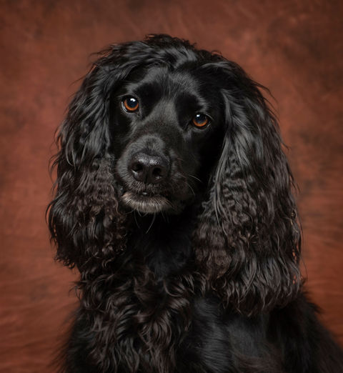 Woofpix Cocker Spaniel
