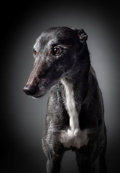 WoofPix studio portrait of a relaxed greyhound dog
