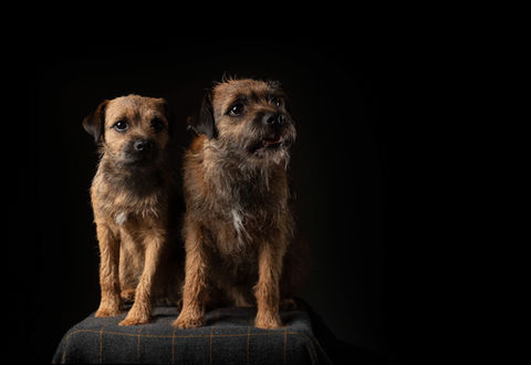 Woofpix Border Terriers