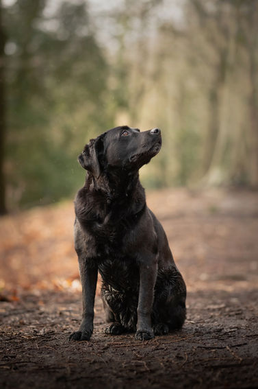 Woofpix Labrador Retriever