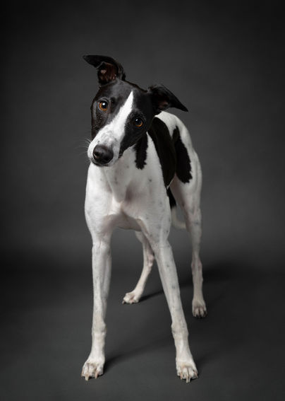 Woofpix whippet