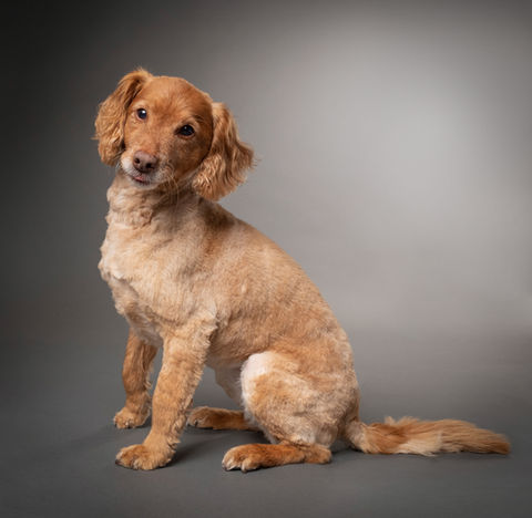 Woofpix dog portrait
