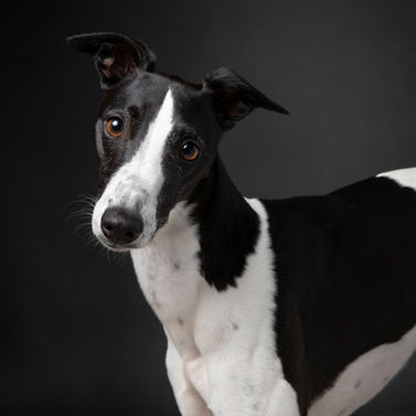 Woofpix Whippet