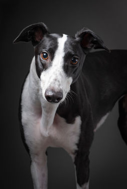 Woofpix greyhound