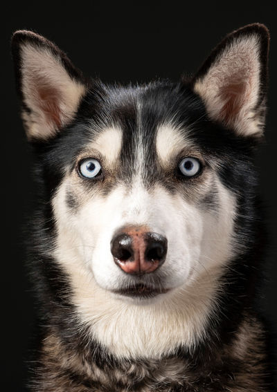 Woofpix Husky