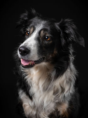 Woofpix border collie