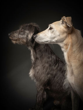 Woofpix lurchers