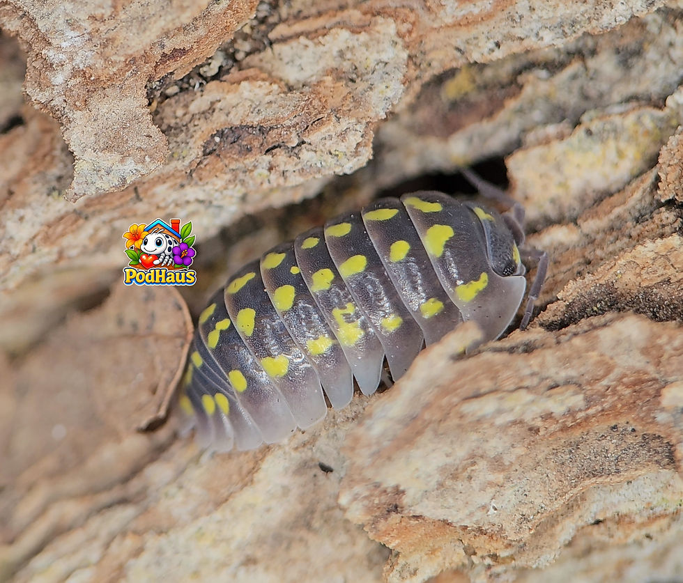 Thumbnail: Armadillidium gestroi "Yellow Spotted"