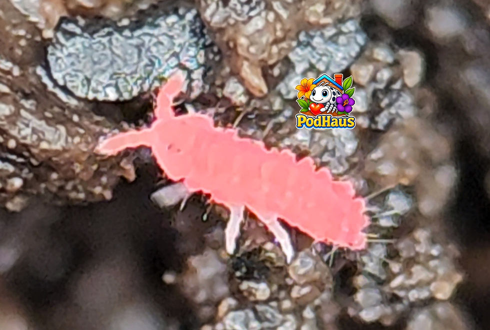 Thumbnail: Lobella "Thai Red" Springtails