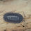 Thumbnail: Armadillidium C.f. Pallasii "Croatian Giant"