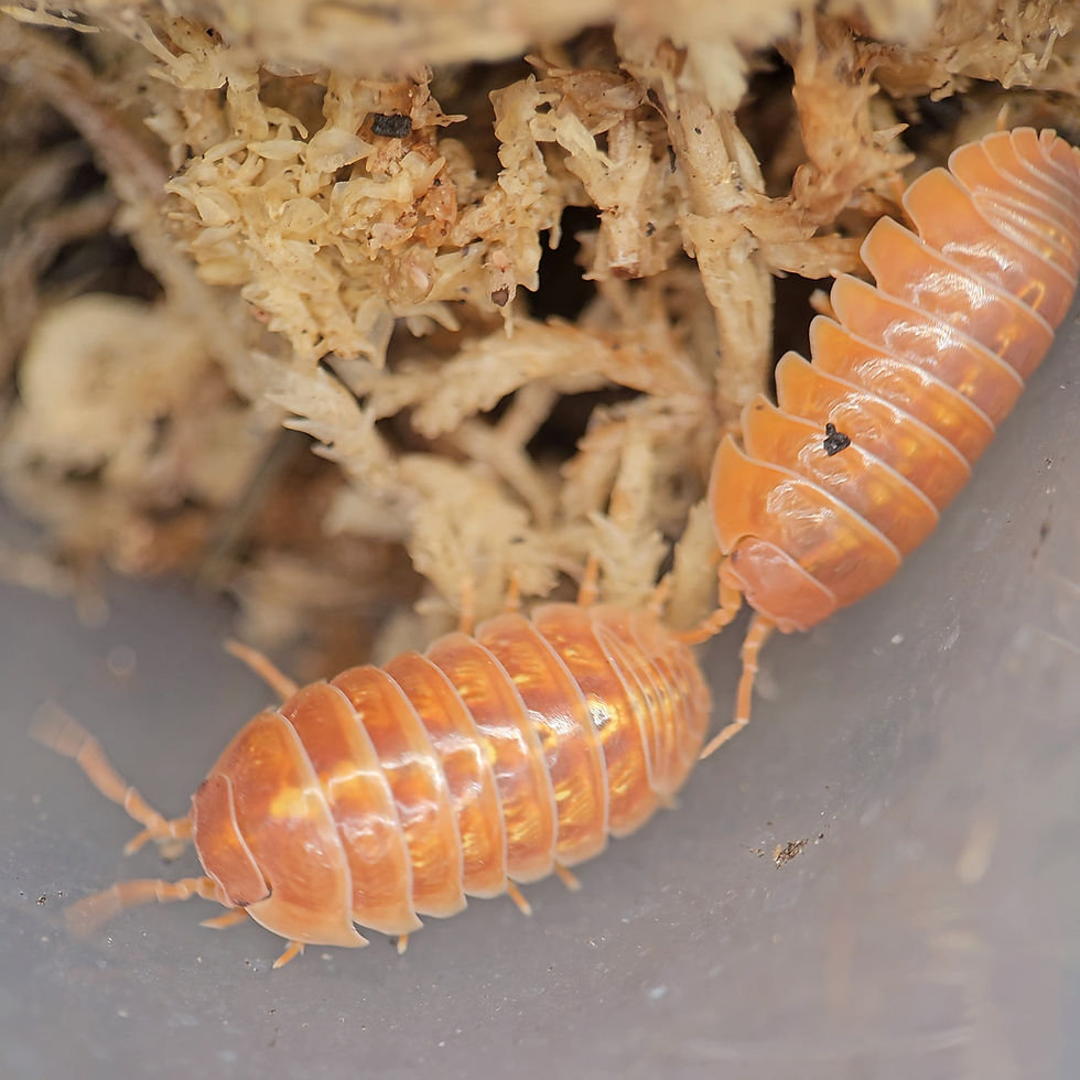 Thumbnail: Armadillidium vulgare "Tangerine"