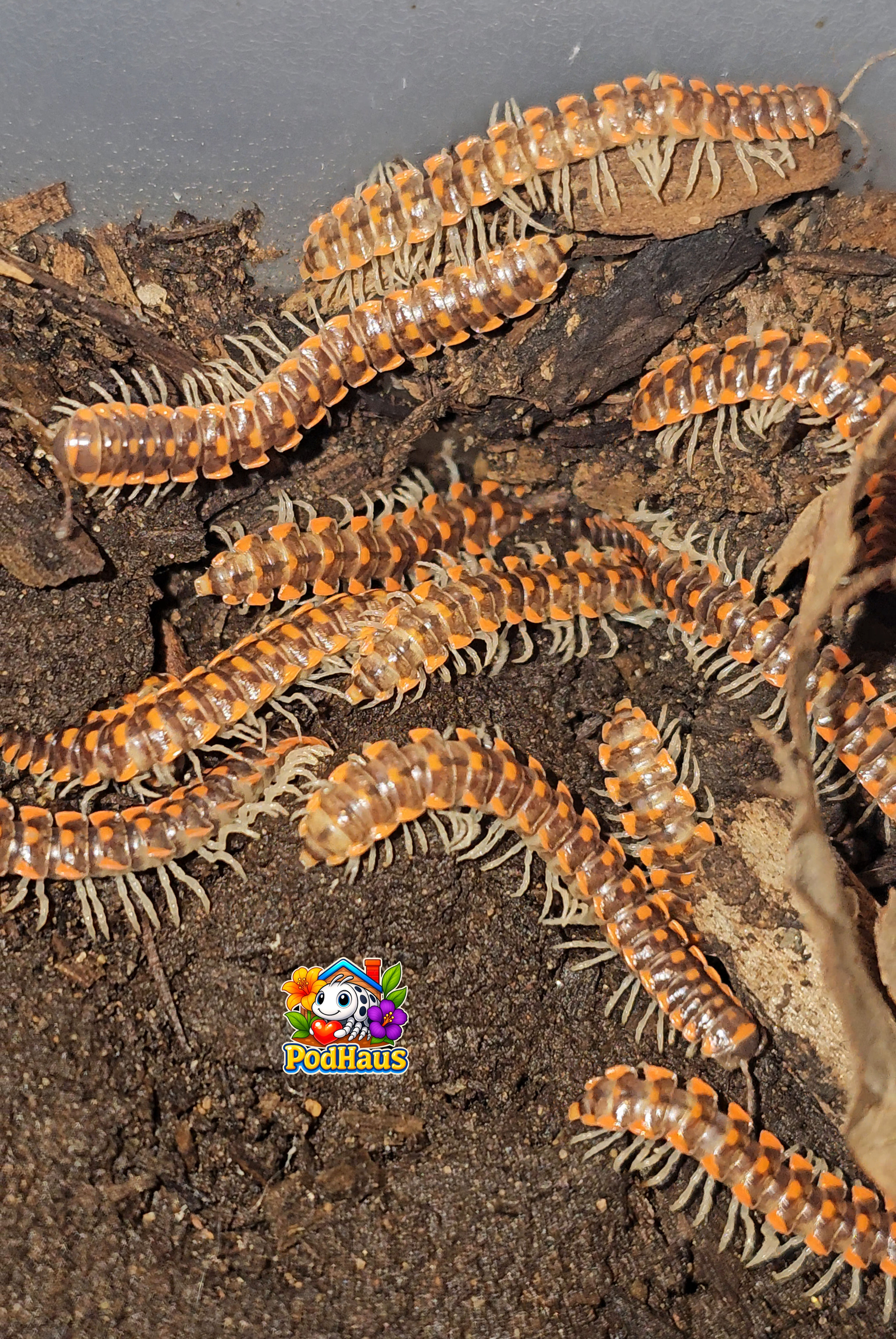 Euryurus leachii "Leach's Fluorescent Orange Millipede"