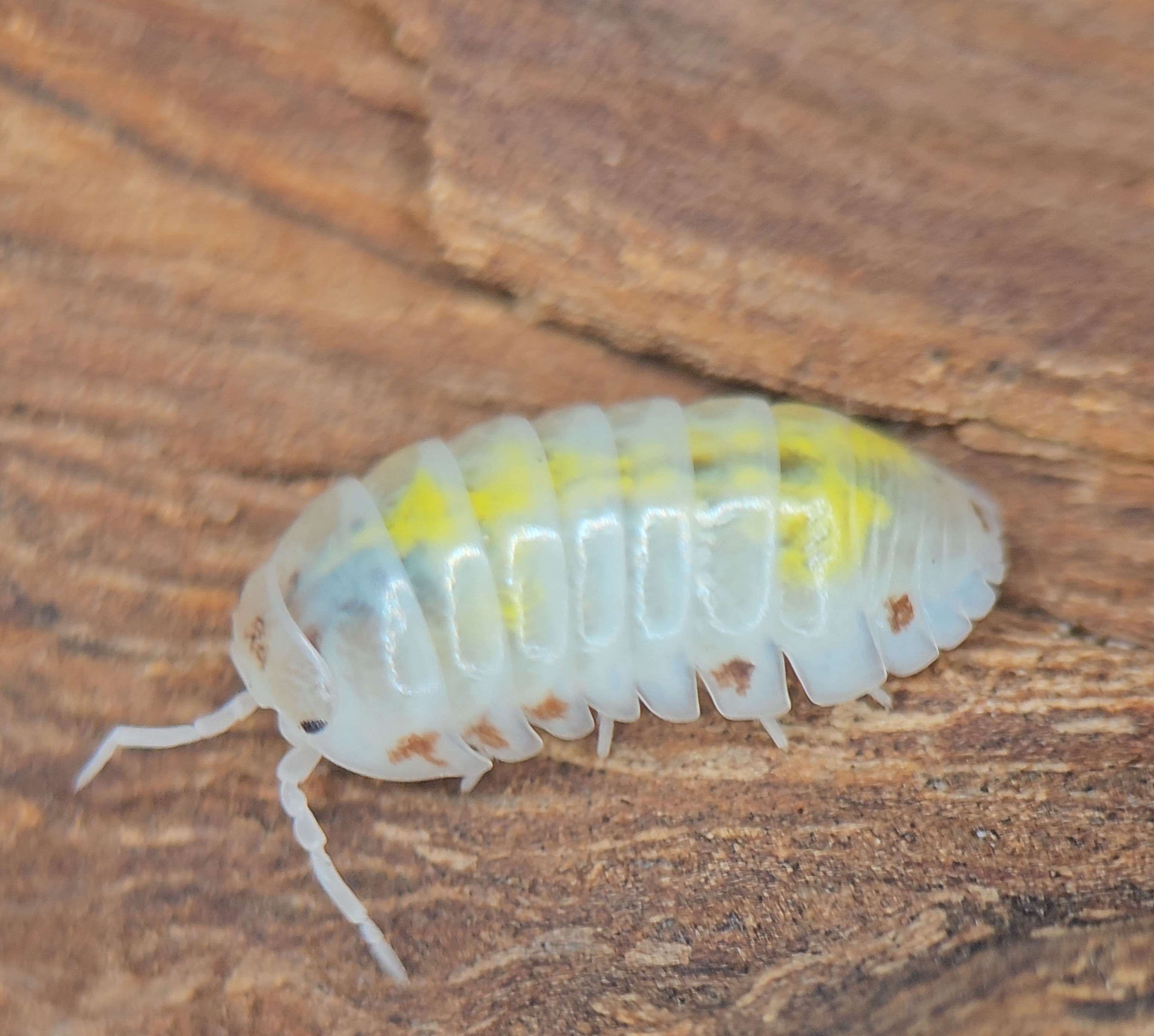 Armadillidium vulgare "American Magic Potion"