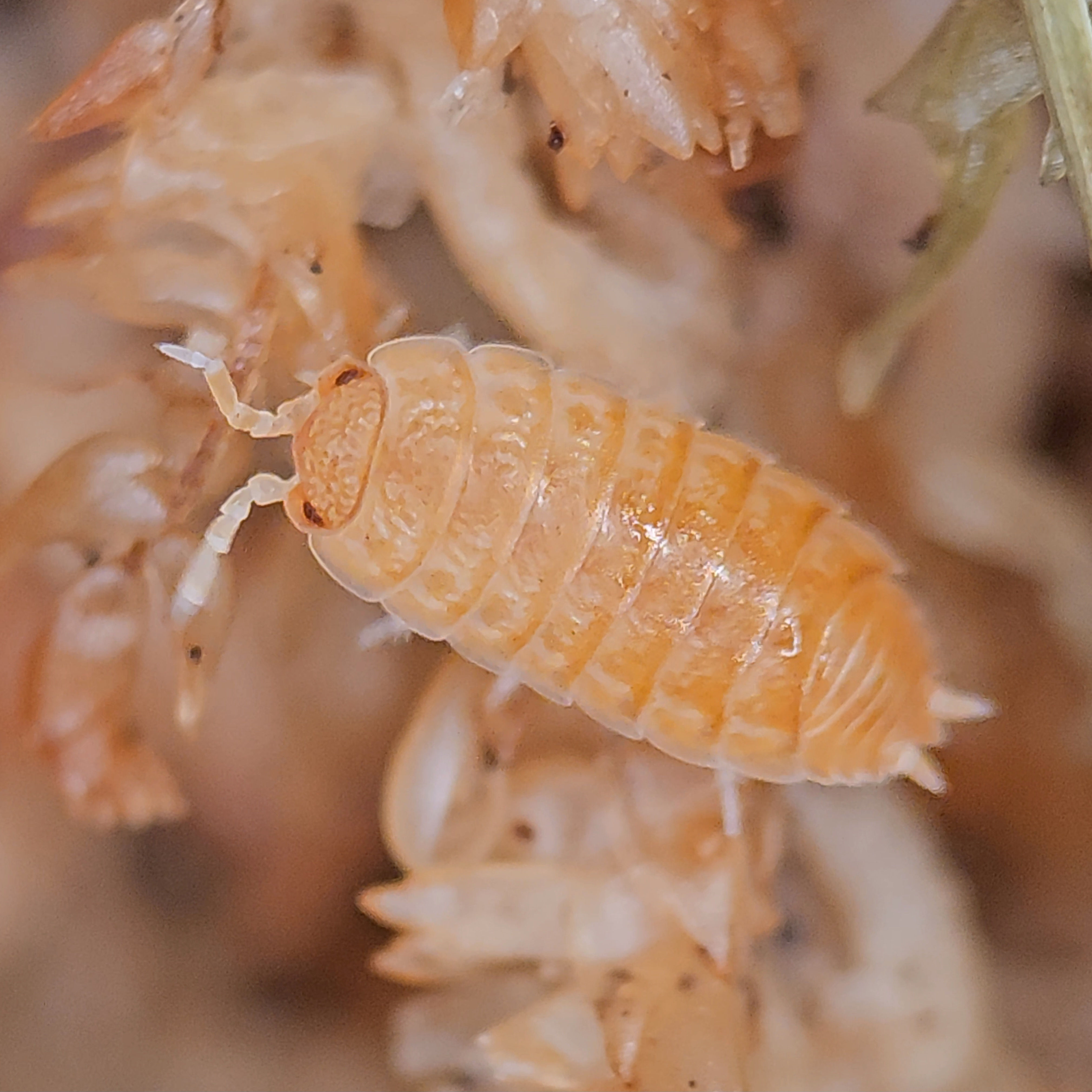 Isopoda sp. Tarragona