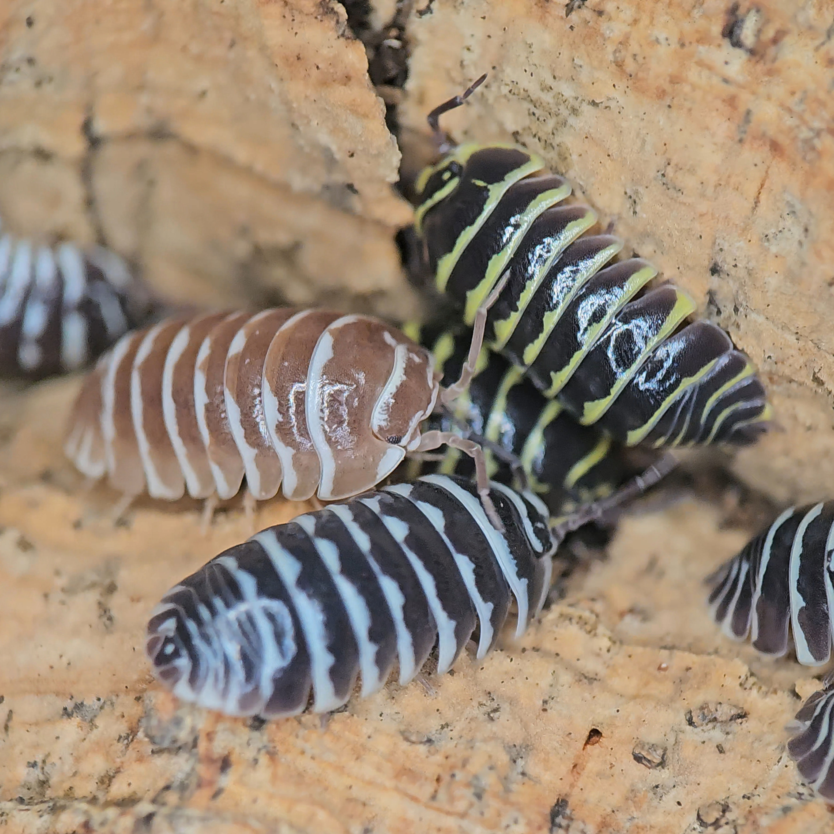 Armadillidium maculatum "Zebra Mix"