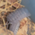 Thumbnail: Armadillidium peraccae